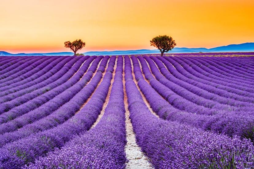Provence: Işığın, Lavantanın ve Zarafetin Ülkesi